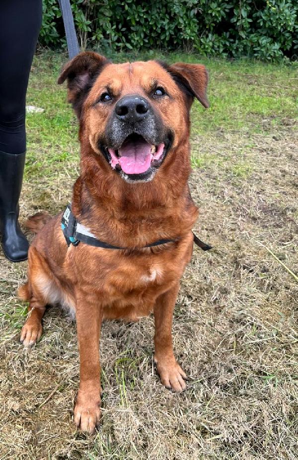 Jonas Cagnolone Gentile